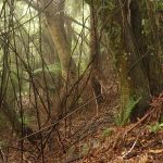 Early morning in the forest.