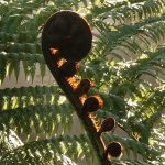 A fern frond unfolding.