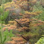 A young pine fronts its dying elder. Pine trees are being phased out.