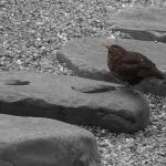 A small puddle in a paving stone makes a nice place to take a drink.