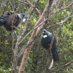 Two tuis talking.