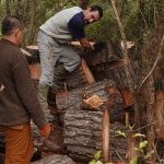 The pine trees on the new monks kuti site are slowly being cut into rounds and stacked for firewood.