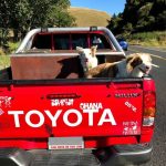 Tudong: Our ride from Bulls to Turakina.