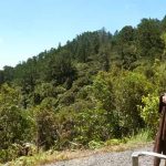 With a few trees removed Ajahn Ariyasilo can enjoy the new view from the upper house patio.