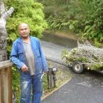 Viang has almost finished clearing the tree that was crowding the totara.