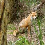 A lakeside fox watching Ajahn Kusalo on the porch of his kuti. She has three cubs but they were very shy.