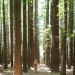 Venerable Jivako dwarfed by towering redwoods.