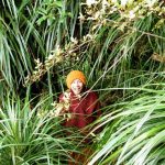 Ajahn Rocano exploring his new forest environment in New Zealand.