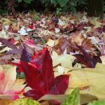 Autumn leaves strewn across the lawn. The changing colours so mark the changing seasons.