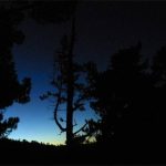 A late Autumn sky casts a sharp line around the forest.