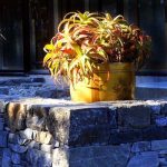 The late afternoon light bathing both plant and stone.
