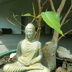 The Buddha in the dana sala - sitting under the Bodhi tree. New season new leaves.