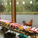 With the ever present threat of pestilence and fire a conference was recently held. Our ever vigilant rooster presided over one of the better attended meetings.