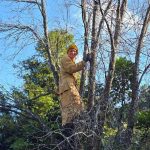 Dead Tree