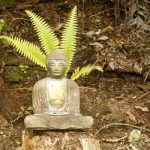 Not quite a seven headed naga but this fern seems intent on offering shelter to the Buddha.