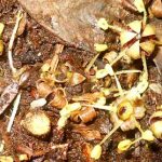 Another piece of spring springs forth. The ground is carpeted with these guys. Manuka?