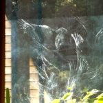 A spring territorial dispute? Or...?<br />One of the local kereru has been crashing into the dana sala windows.<br />Who is at who here?