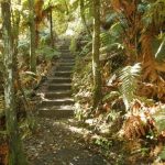 Forest path.